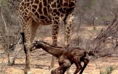 小长颈鹿在出生的几分钟内站立。他们是如何做到的呢？