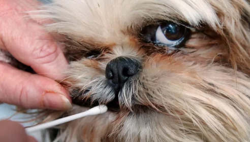 人们正在使用狗DNA测试来做出关于宠物的生死决定