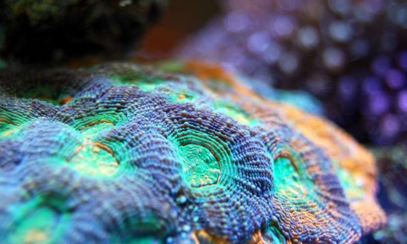新的研究显示珊瑚及其微生物进化在一起