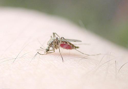 报告说清除传播疟疾的蚊子可能影响生态系统