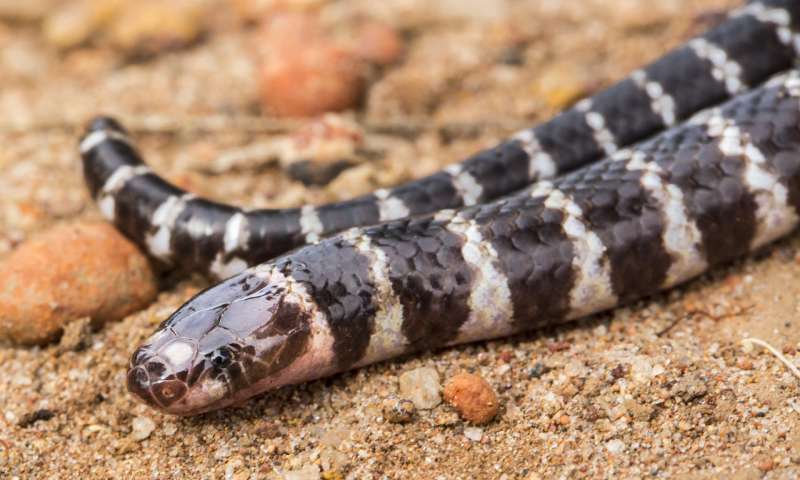 大学的研究人员发现新物种的毒蛇