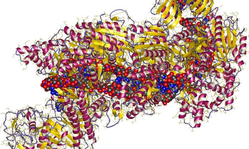 噬菌体共同抑制CRISPR细菌的免疫力