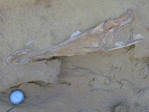 一个埃及团队记录了一种新的化石鲶鱼
