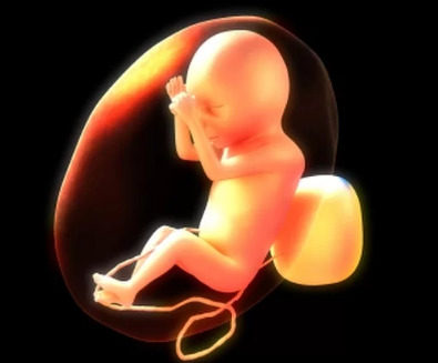34周龄的胎儿能够 存储信息并在四周后检索它们