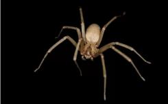 布朗隐士蜘蛛叮咬真的会导致截肢吗？