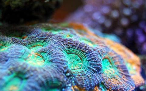 新的研究显示珊瑚及其微生物进化在一起