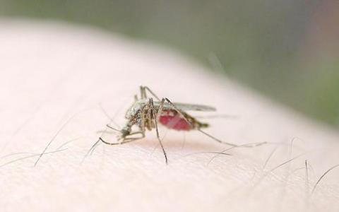 报告说清除传播疟疾的蚊子可能影响生态系统