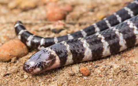 大学的研究人员发现新物种的毒蛇