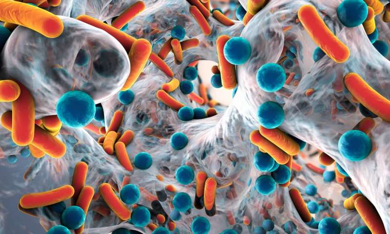 新的基因转移规则可以帮助防止抗生素耐药性的传播