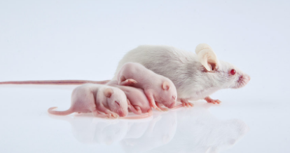 小鼠中的阴道微生物将压力传递给它们的幼崽