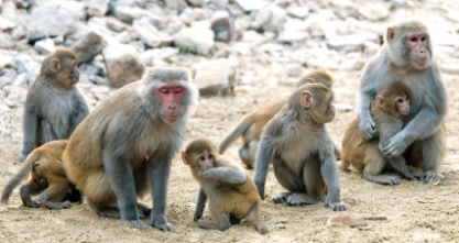 猴子的焦虑与遗传性脑特征有关