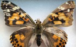基因开发的深入了解表明蝴蝶可以看到更广泛的颜色
