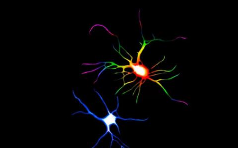 迷幻药物可能会改变脑细胞的结构