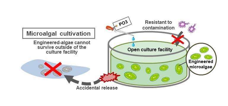 新的biocontainment战略控制逃脱了转基因生物的传播