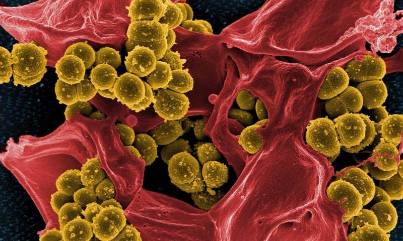 研究人员发现伪装多药耐药细菌的策略