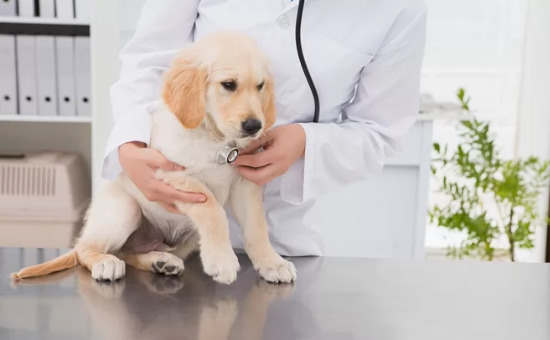 下一次流感大流行可能来自狗吗？