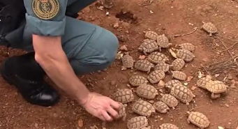 警方袭击了欧洲最大的非法海龟养殖场