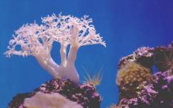 携带病毒基因的细菌引发珊瑚病
