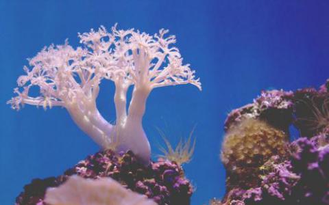携带病毒基因的细菌引发珊瑚病