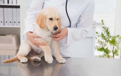 下一次流感大流行可能来自狗吗？