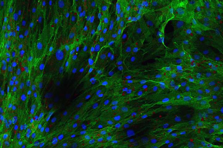 研究人员发现新类型的干细胞状态