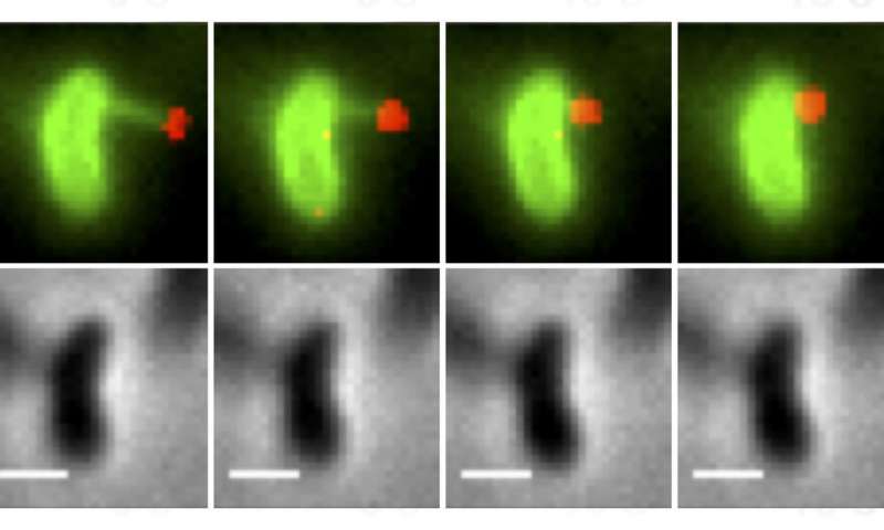 科学家观察细菌DNA进化速度