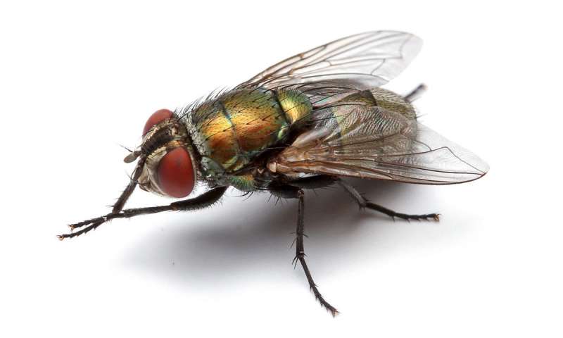 研究人员了解苍蝇染色体进化
