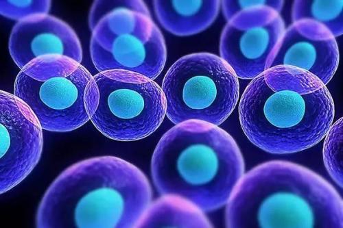 干细胞研究 约旦大学细胞治疗中心有望在传统医学失败的地方取得成功