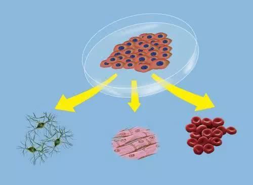 涂有唾液酸的纳米颗粒可能是抗击败血症的下一个治疗工具
