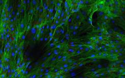 研究人员发现新类型的干细胞状态