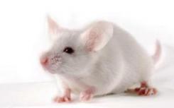 确定了数百种具有未知功能的小鼠基因的作用
