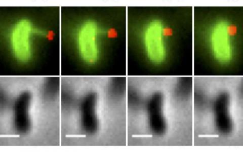 科学家观察细菌DNA进化速度