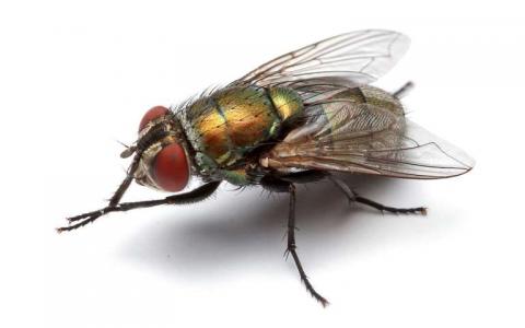 研究人员了解苍蝇染色体进化
