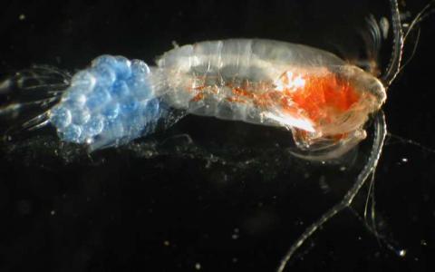 科学家利用DNA研究海洋生活揭示隐藏的浮游动物的多样性