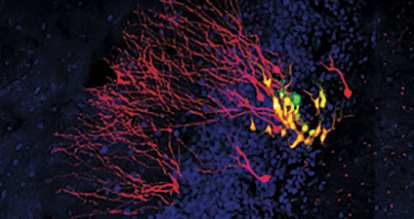 观察神经细胞出生在活老鼠的大脑中