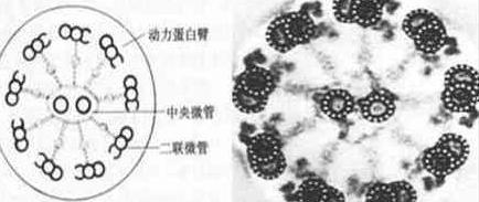 对纤毛的新见解揭示了与遗传性疾病的关系