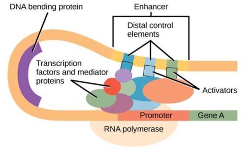 生物学家发现控制转录因子结合的机制