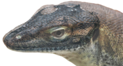 这只古老的蜥蜴可能通过四只眼睛看世界