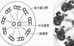 对纤毛的新见解揭示了与遗传性疾病的关系