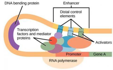 生物学家发现控制转录因子结合的机制
