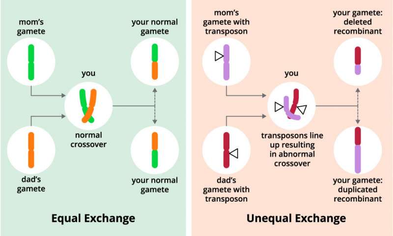 科学家发现基因控制遗传重组率