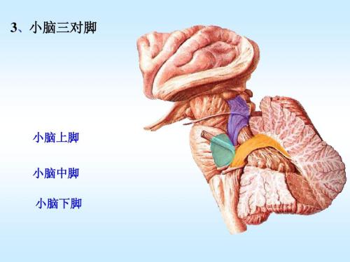 引起神经退行性小脑性共济失调的突变 为更好的治疗提供了途径