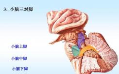 引起神经退行性小脑性共济失调的突变 为更好的治疗提供了途径