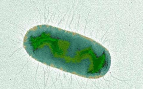 研究发现锌能够调节大肠杆菌的毒性
