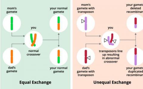 科学家发现基因控制遗传重组率