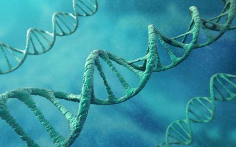 研究人员在人造细胞模型建立DNA复制