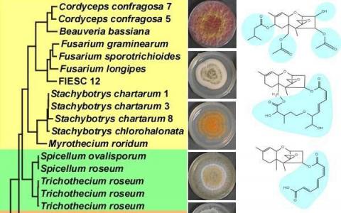 基因改变支撑不同结构群由真菌产生的毒素