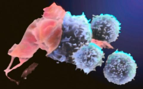 具有干细胞特性的T细胞显示出基因治疗的潜力