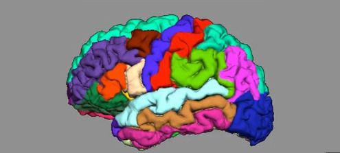 你的大脑折叠可以告诉你关于精神分裂症的风险