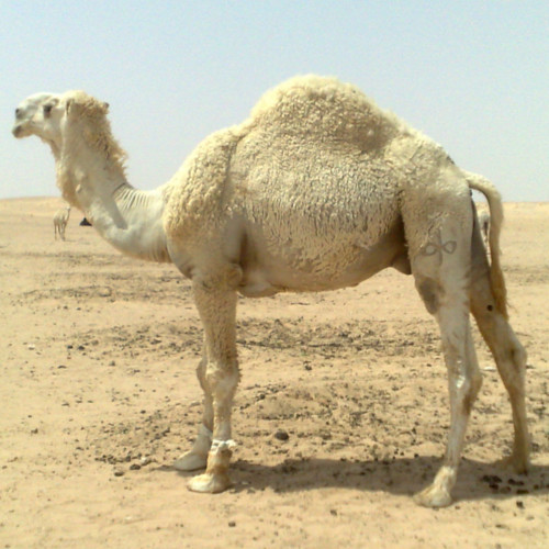 骆驼DNA可以解决适应气候变化的关键问题
